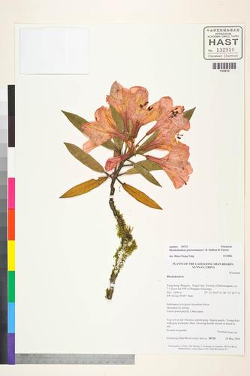 Rhododendron griersonianum photo 4