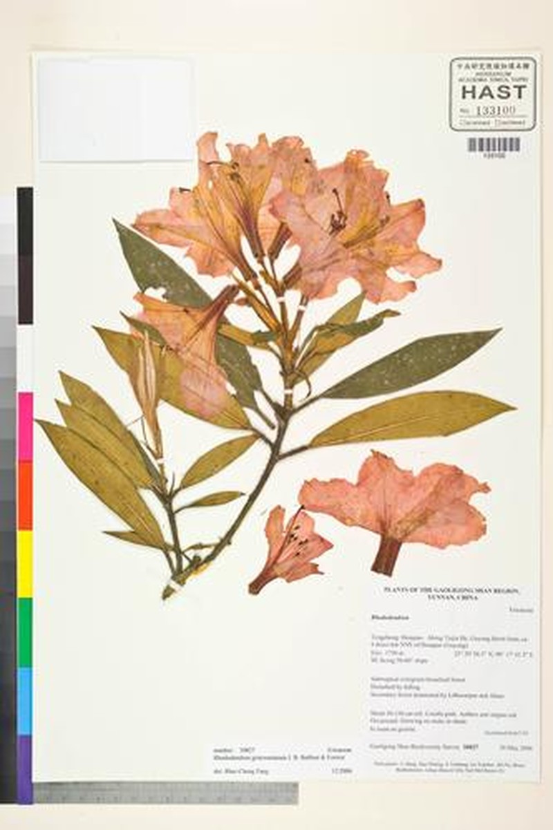Rhododendron griersonianum photo 5
