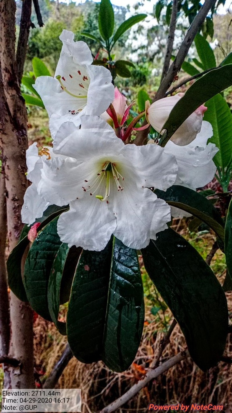 Rhododendron griffithianum