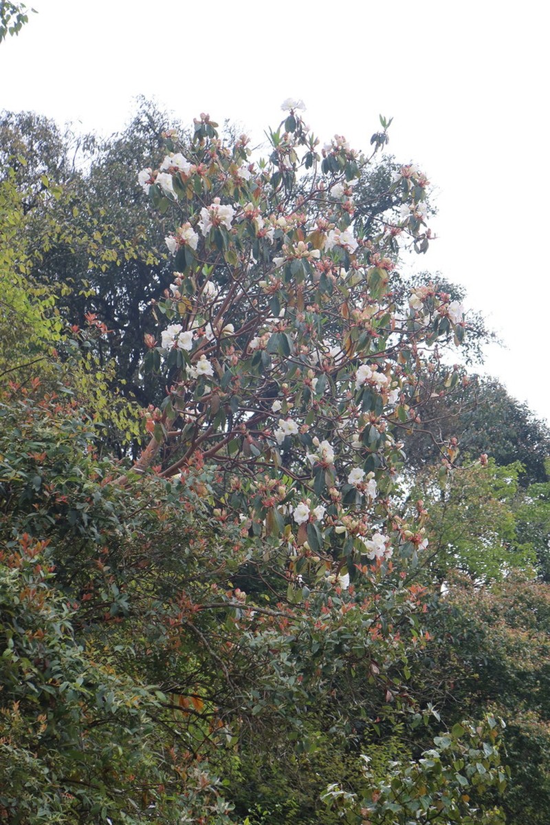 Rhododendron griffithianum photo 2