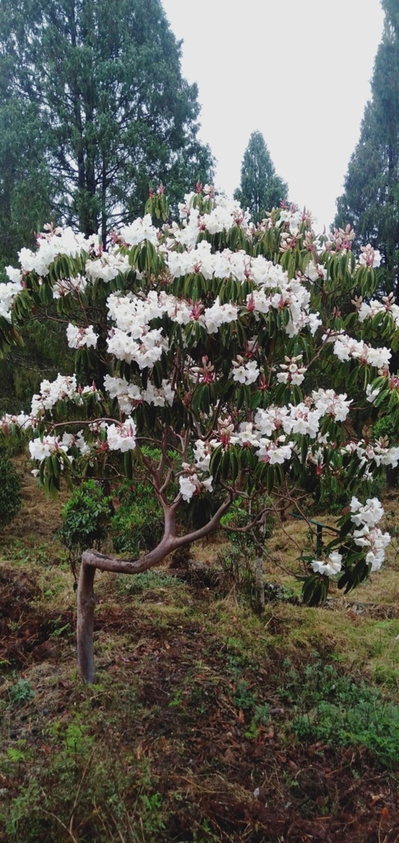 Rhododendron griffithianum photo 3