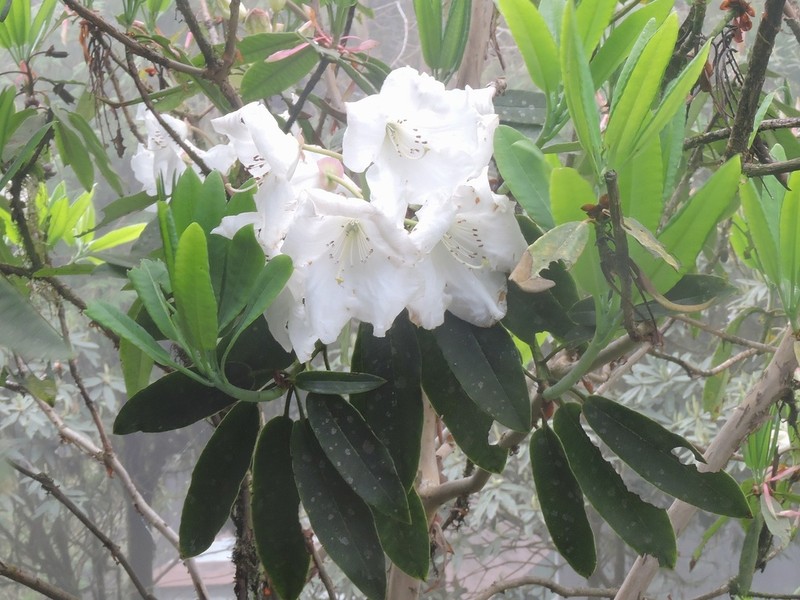 Rhododendron griffithianum photo 4