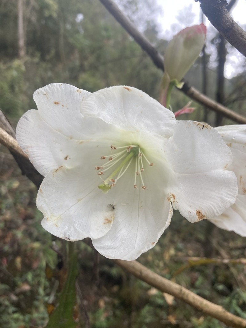 Rhododendron griffithianum photo 5