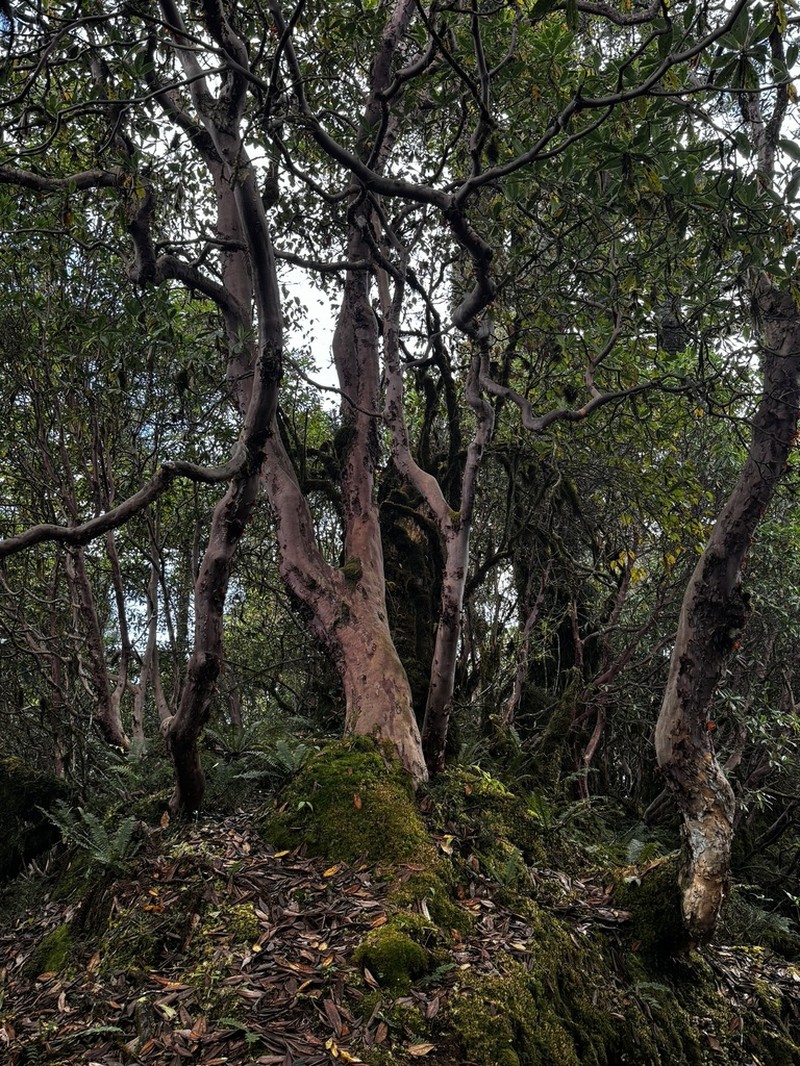 Rhododendron griffithianum photo 6