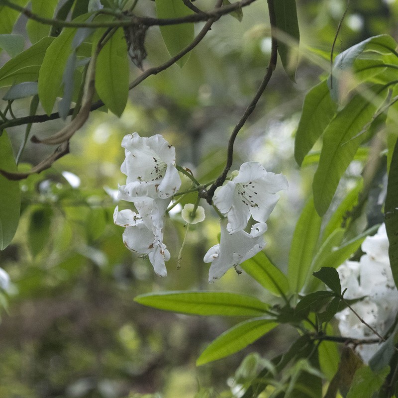 Rhododendron griffithianum photo 7