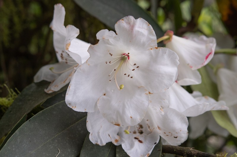 Rhododendron griffithianum photo 8