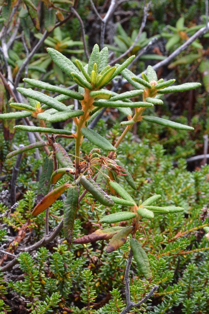 Bog Labrador Tea photo 4
