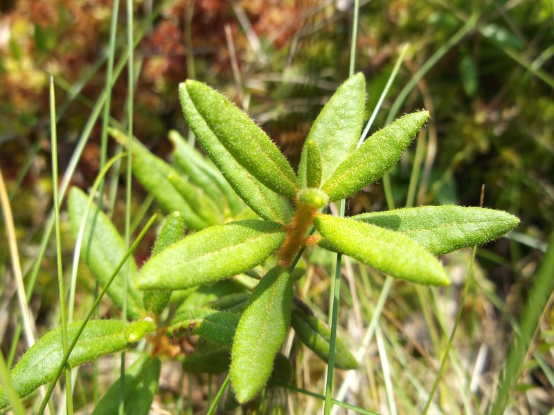 Bog Labrador Tea photo 5