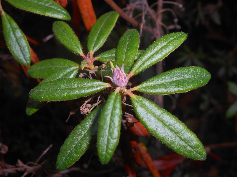 Bog Labrador Tea photo 6