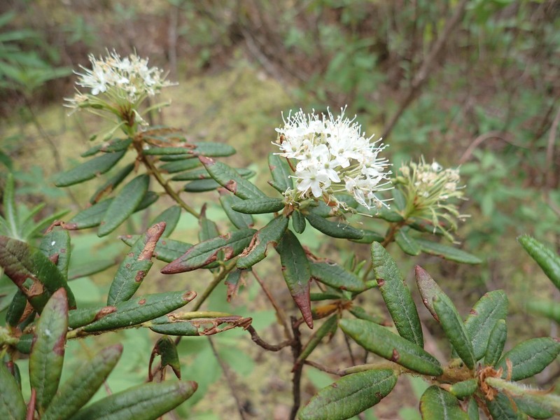 Bog Labrador Tea photo 6
