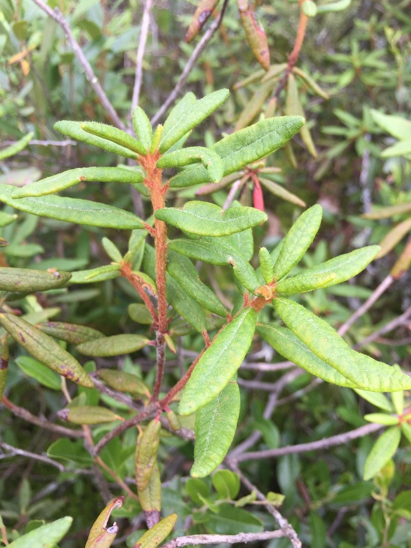 Bog Labrador Tea photo 7