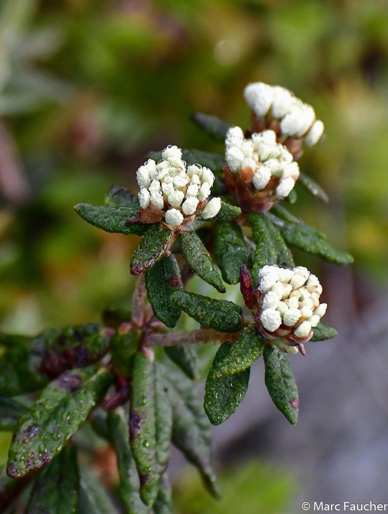 Bog Labrador Tea photo 8