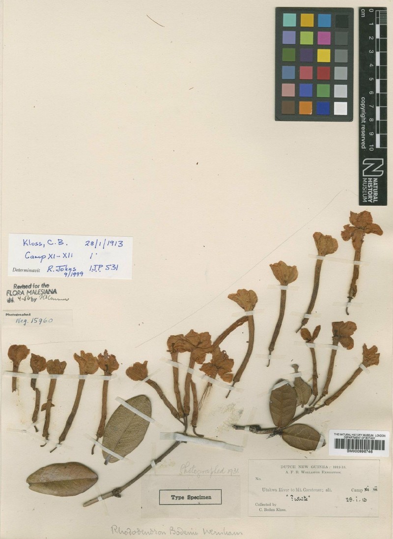 Rhododendron habbemae