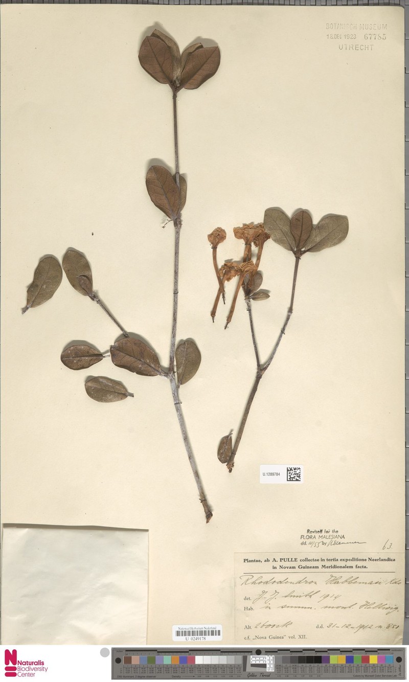 Rhododendron habbemae photo 2