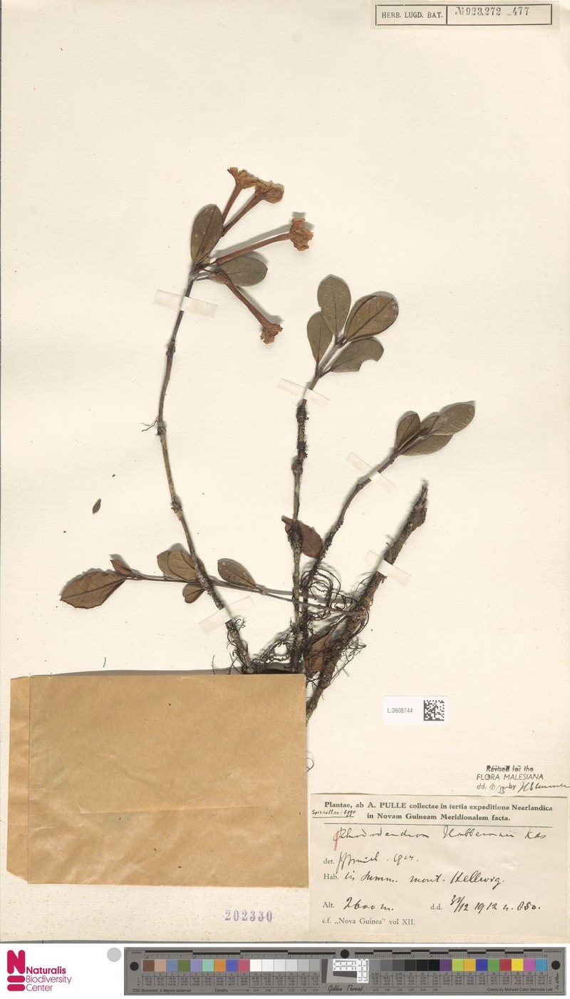 Rhododendron habbemae photo 3