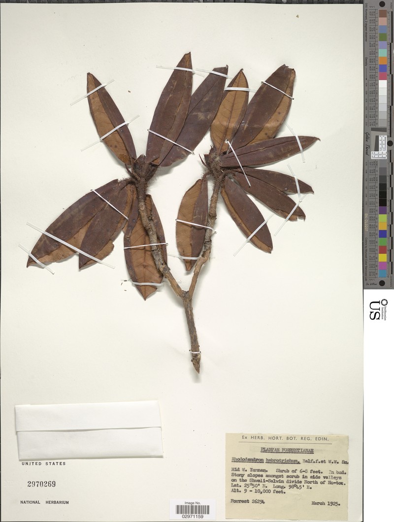 Rhododendron habrotrichum