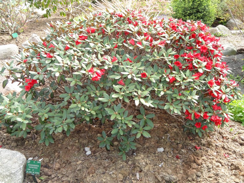 Rhododendron haematodes