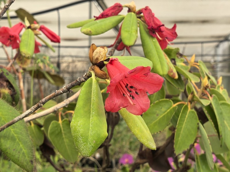 Rhododendron haematodes photo 2