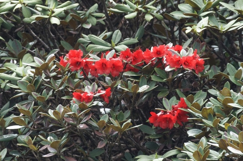 Rhododendron haematodes photo 3