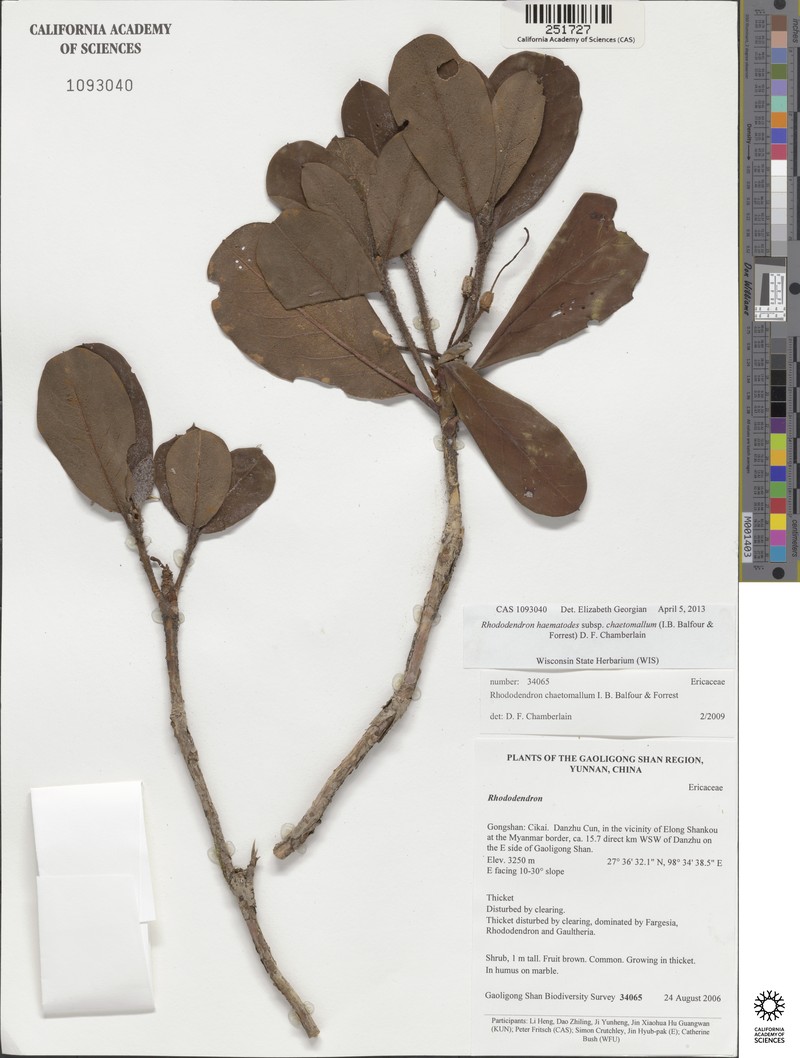 Rhododendron haematodes photo 4