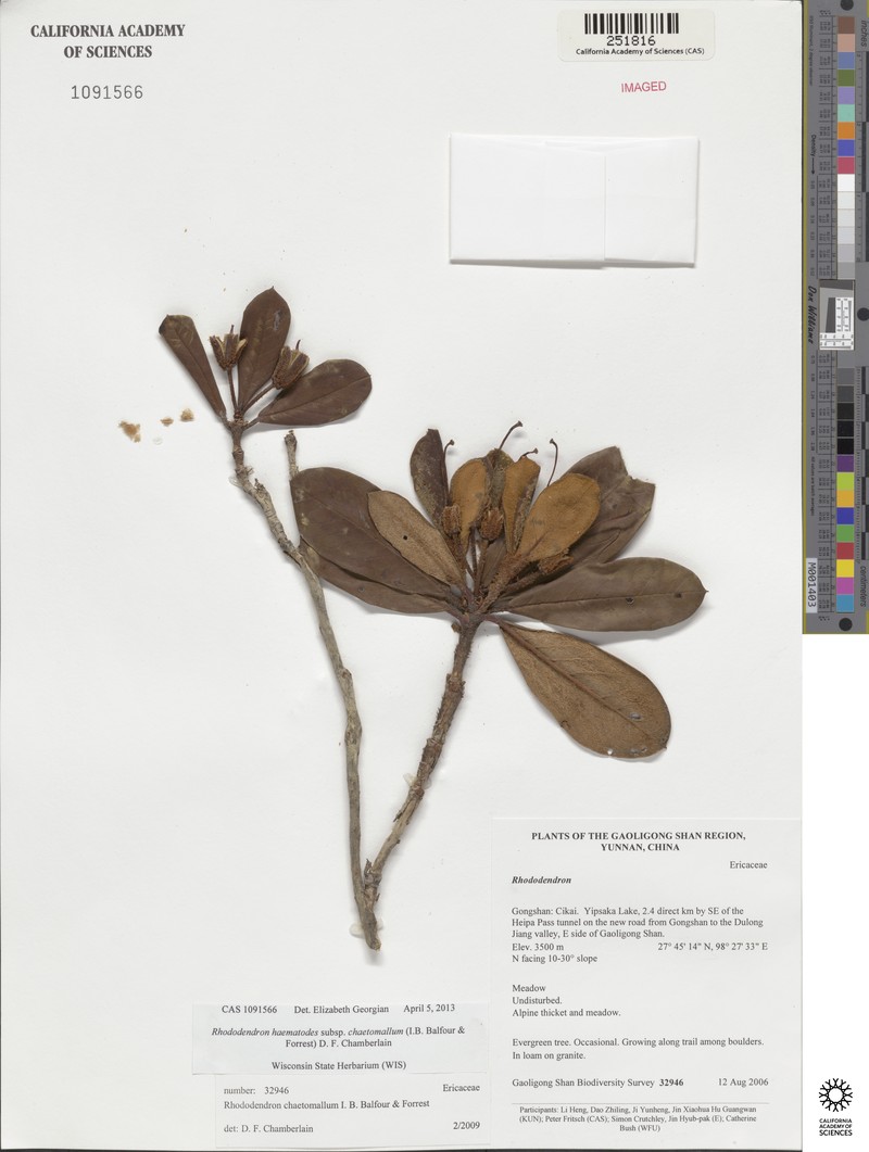 Rhododendron haematodes subsp. chaetomallum photo 2
