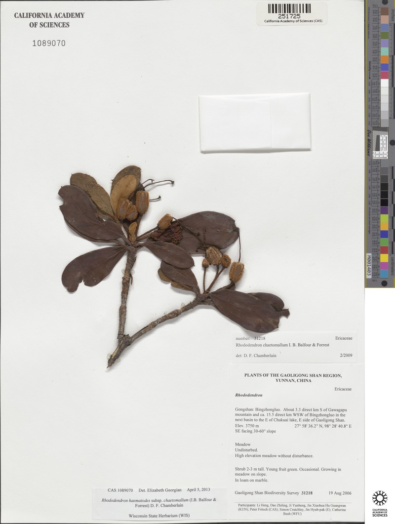Rhododendron haematodes subsp. chaetomallum photo 3