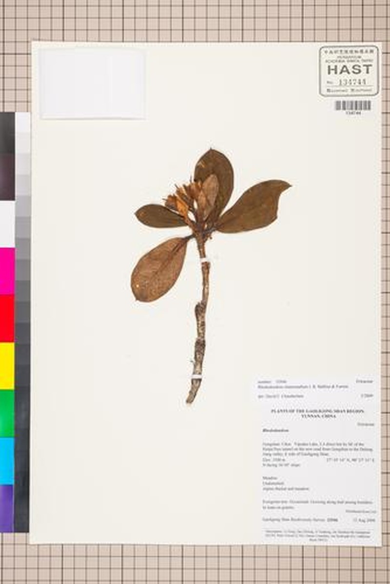 Rhododendron haematodes subsp. chaetomallum photo 4