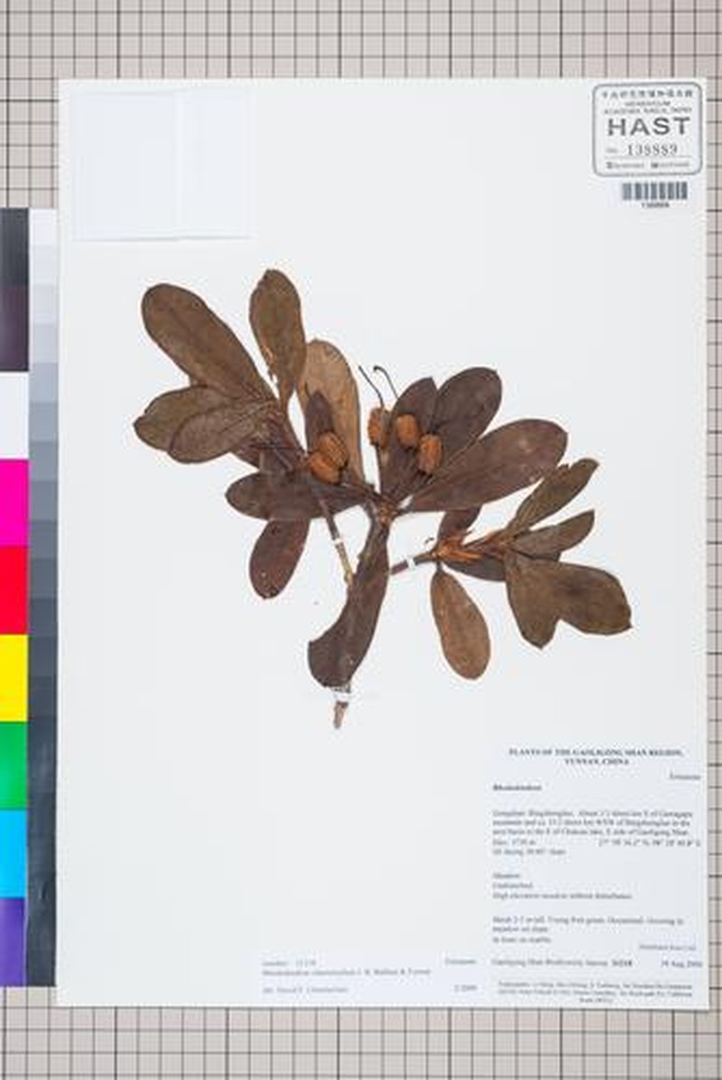 Rhododendron haematodes subsp. chaetomallum photo 5