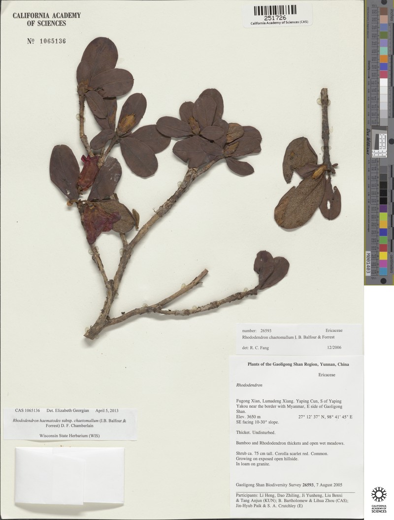 Rhododendron haematodes subsp. chaetomallum photo 6