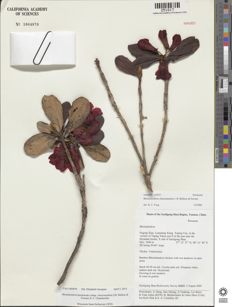 Rhododendron haematodes subsp. chaetomallum photo 7