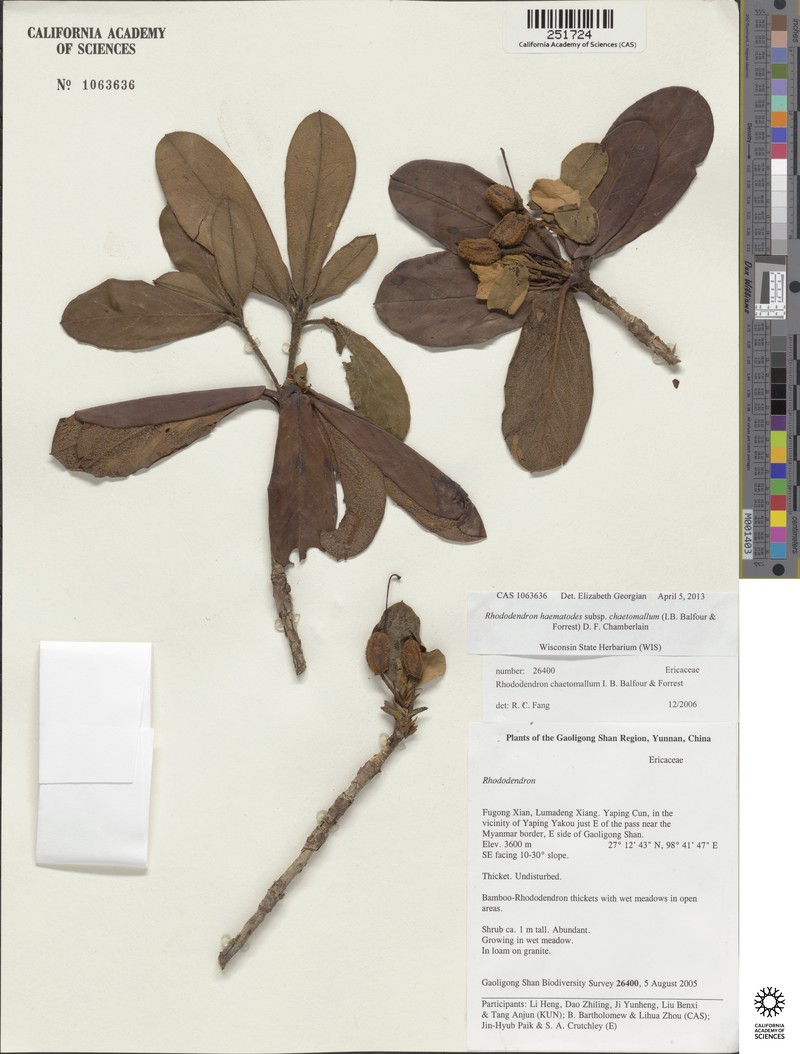 Rhododendron haematodes subsp. chaetomallum photo 8