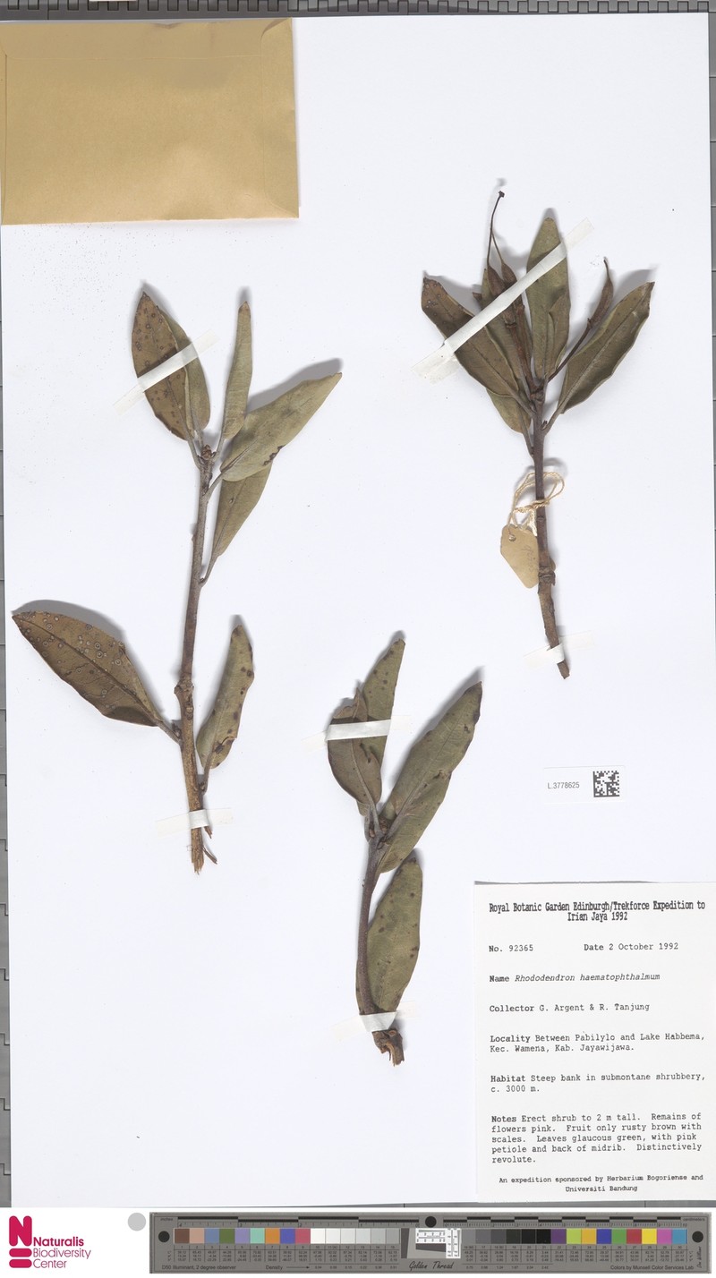 Rhododendron haematophthalmum photo 2