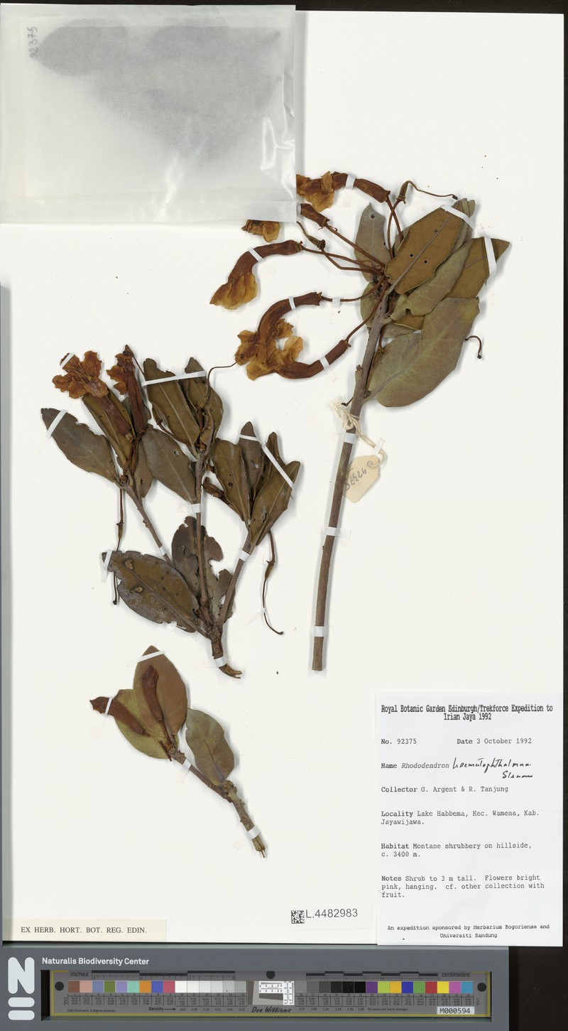 Rhododendron haematophthalmum photo 3
