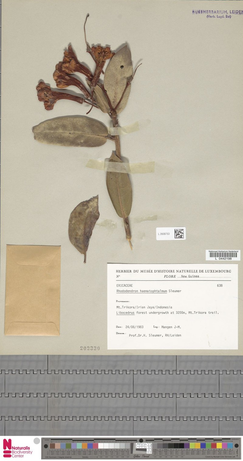 Rhododendron haematophthalmum photo 4