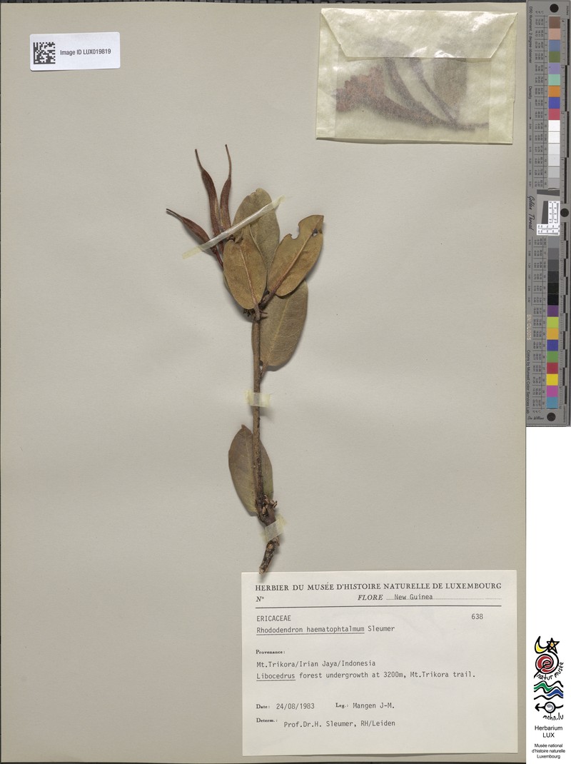 Rhododendron haematophthalmum photo 5