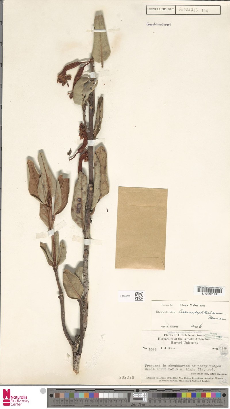 Rhododendron haematophthalmum photo 7