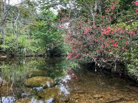 Rhododendron hainanense