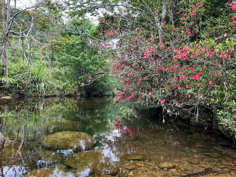 Rhododendron hainanense
