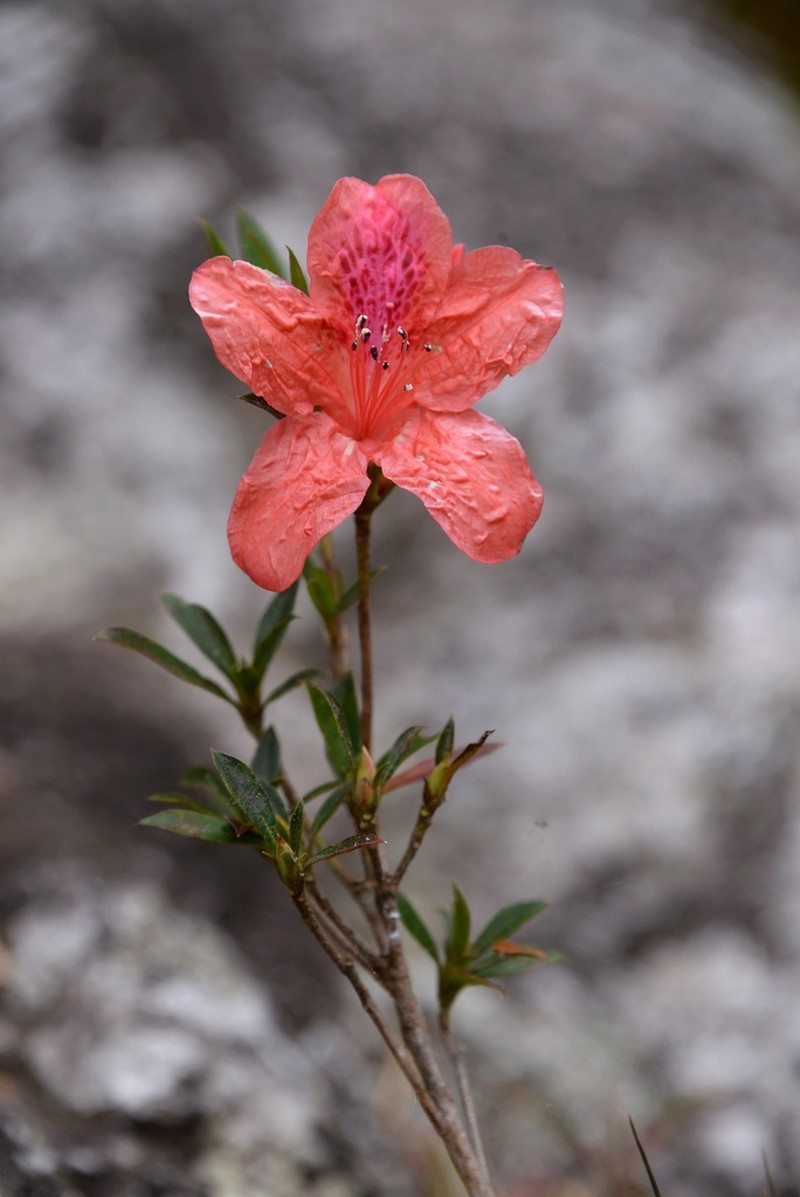 Rhododendron hainanense photo 2