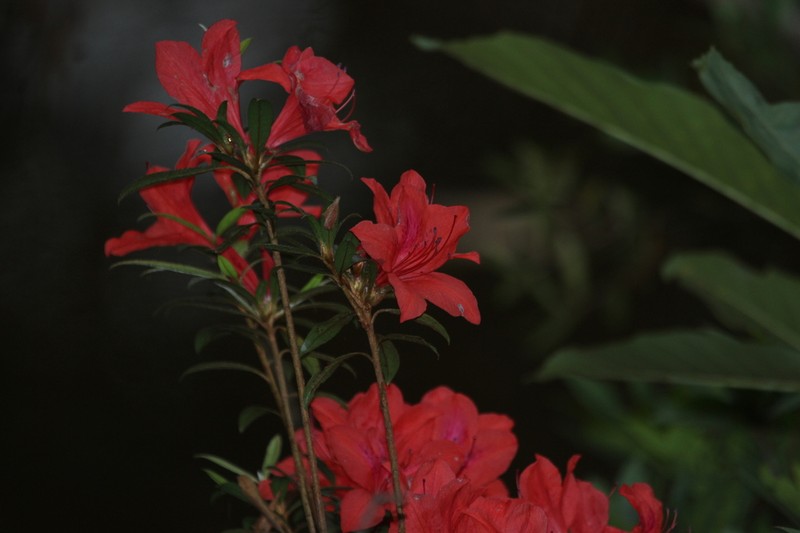 Rhododendron hainanense photo 3