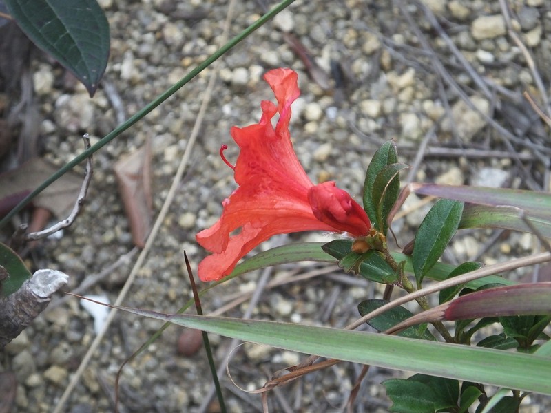 Rhododendron hainanense photo 4