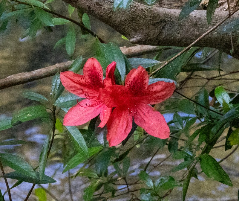 Rhododendron hainanense photo 5