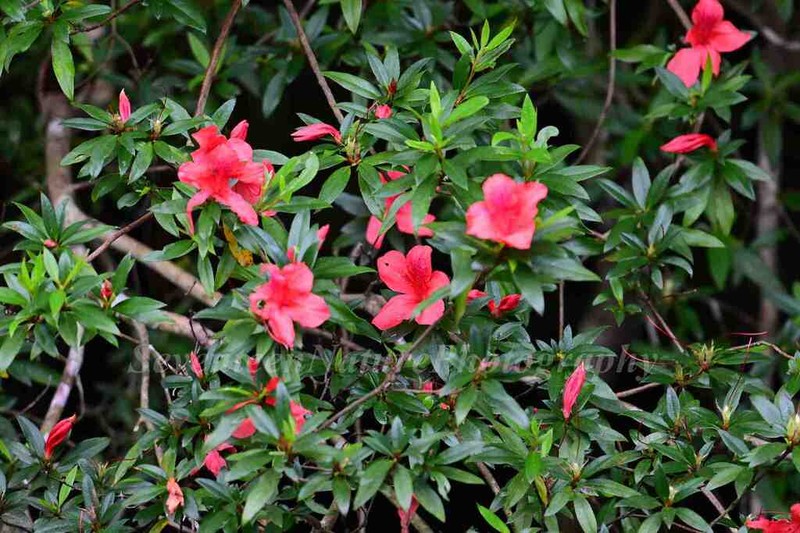 Rhododendron hainanense photo 6