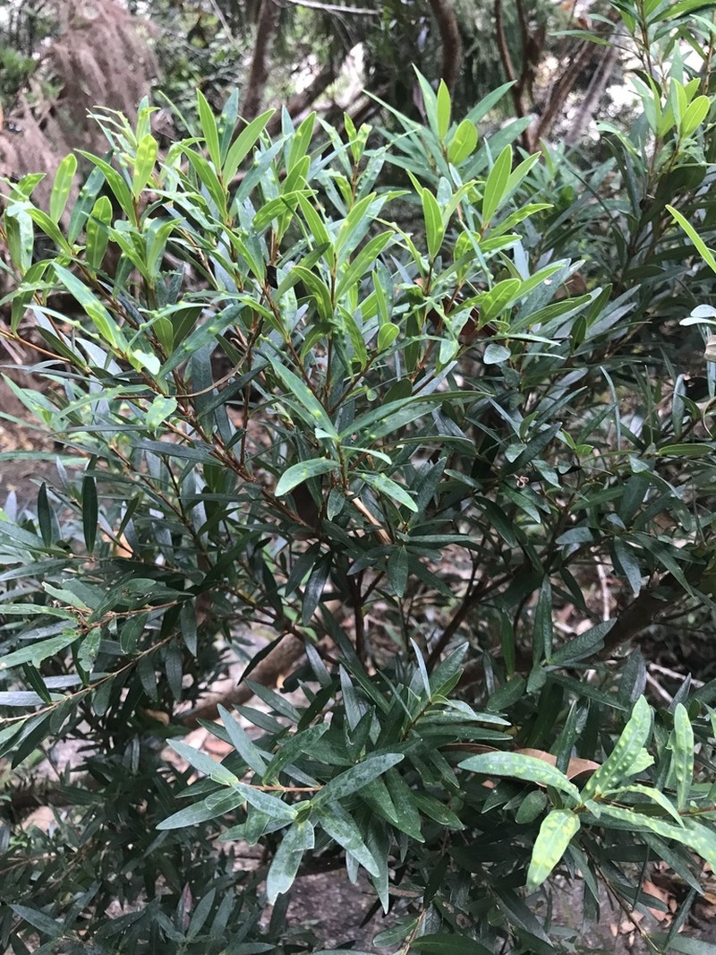 Rhododendron hainanense photo 7