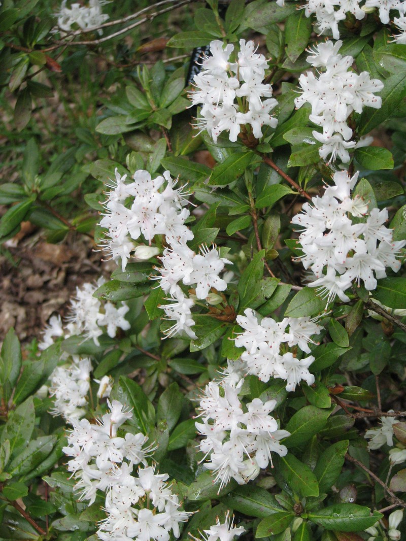 Rhododendron hanceanum