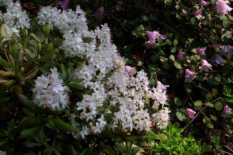 Rhododendron hanceanum photo 2
