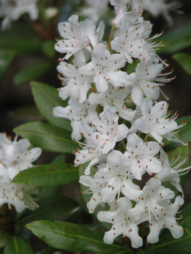 Rhododendron hanceanum photo 3