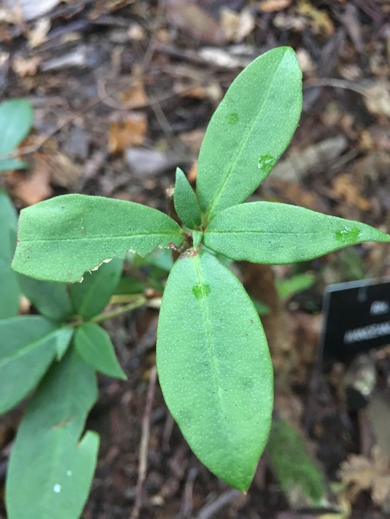 Rhododendron hanceanum photo 4