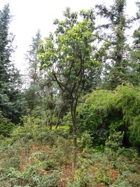 Rhododendron hancockii