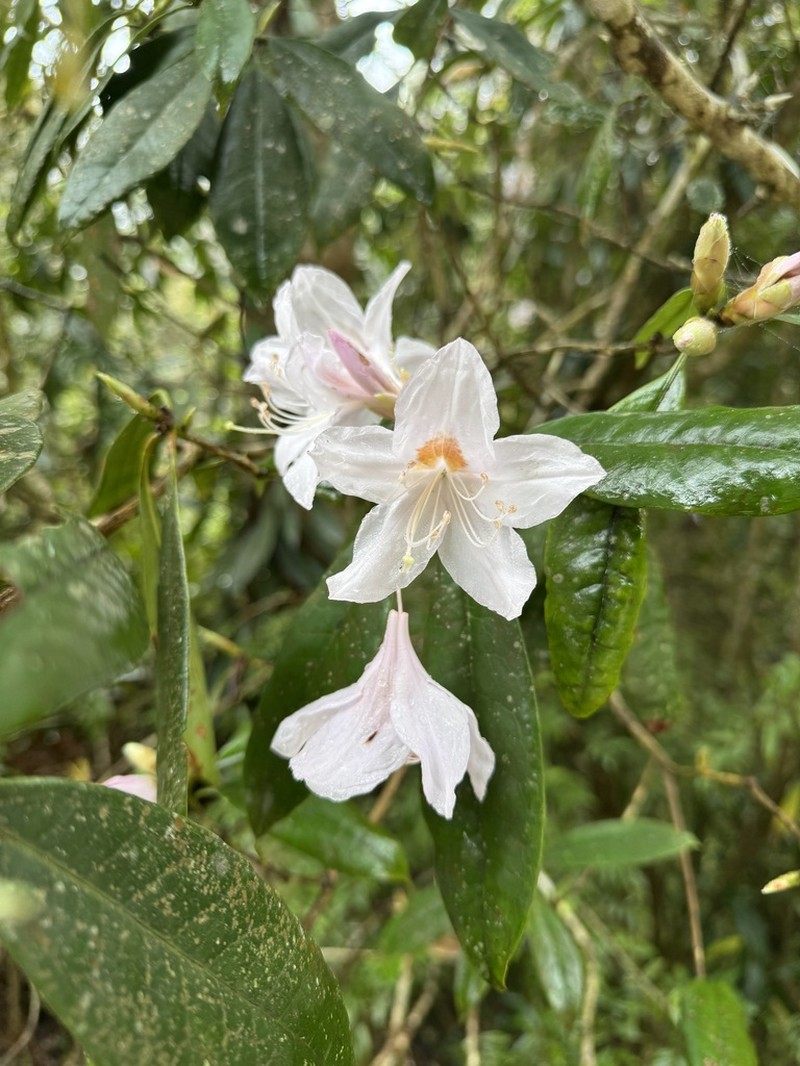 Rhododendron hancockii photo 2